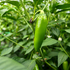 Fresh Jumbo Serrano Chillies