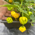 KS Lemon Starburst 1 Litre Pot Plant (Pre-Order)