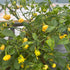 KS Lemon Starburst 1 Litre Pot Plant (Pre-Order)