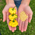 KS Lemon Starburst Chilli Seeds