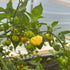 KS Lemon Starburst 1 Litre Pot Plant (Pre-Order)