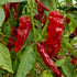 Kashmiri Plant