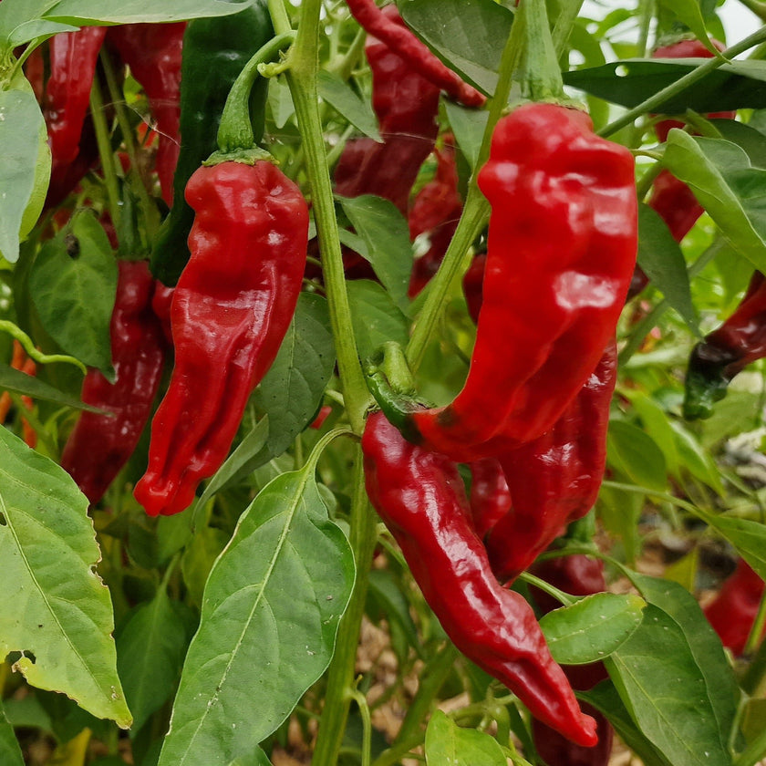 Kashmiri Plant