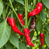 Kashmiri 1 Litre Pot Plant (Pre-Order)