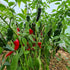 Kashmiri Plant