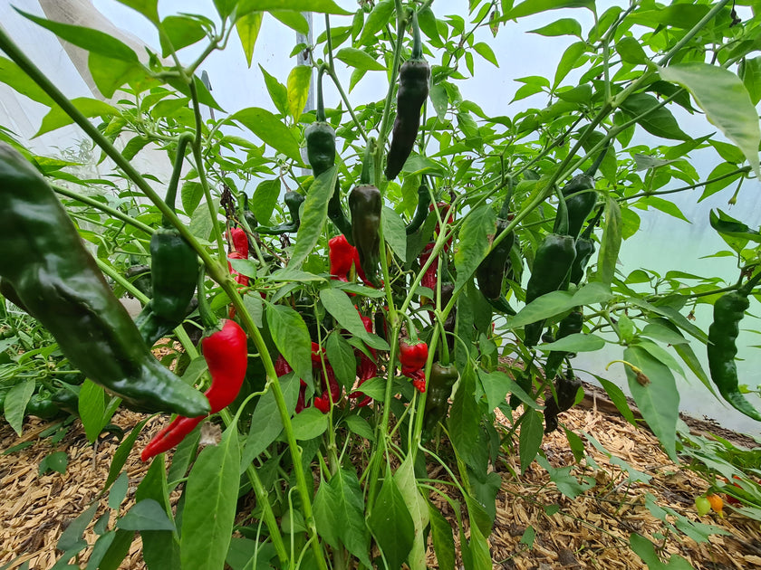 Kashmiri Plant