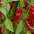 Fresh Kashmiri Chillies (5 fruits)