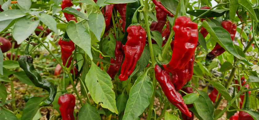 Fresh Kashmiri Chillies (5 fruits)