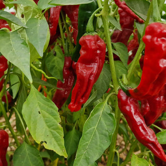 Kashmiri Chilli Seeds