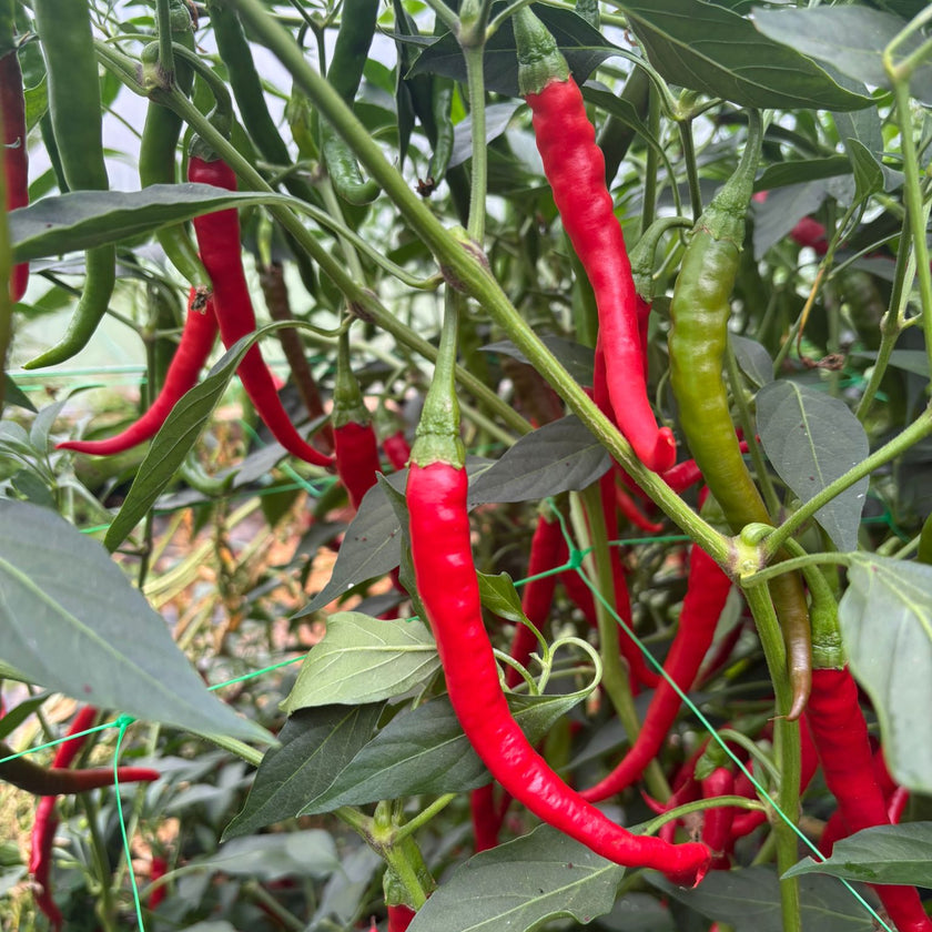 Kung Po Chilli Seeds