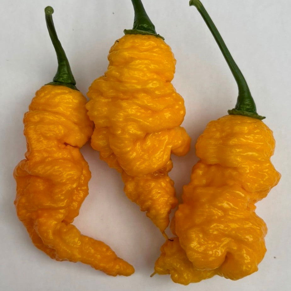 Mantis Claw Chilli Seeds