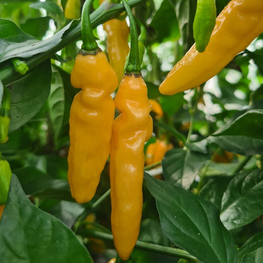 Marigold Habanero 1 Litre Pot Plant - Pre-Order Now!