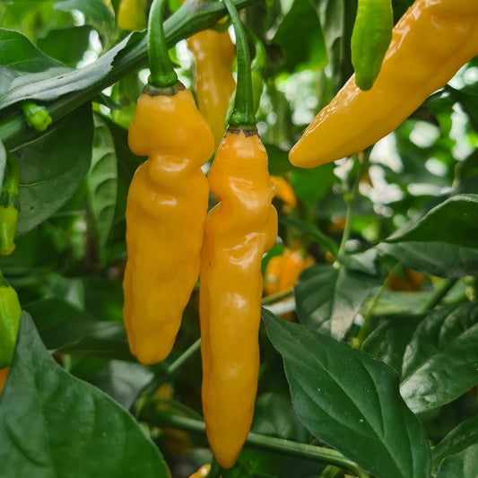 Set of 3 Marigold Habanero Seedlings - PRE ORDER FOR 2025