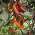 Murupi Purple 1 Litre Pot Plant - Pre Order Now!