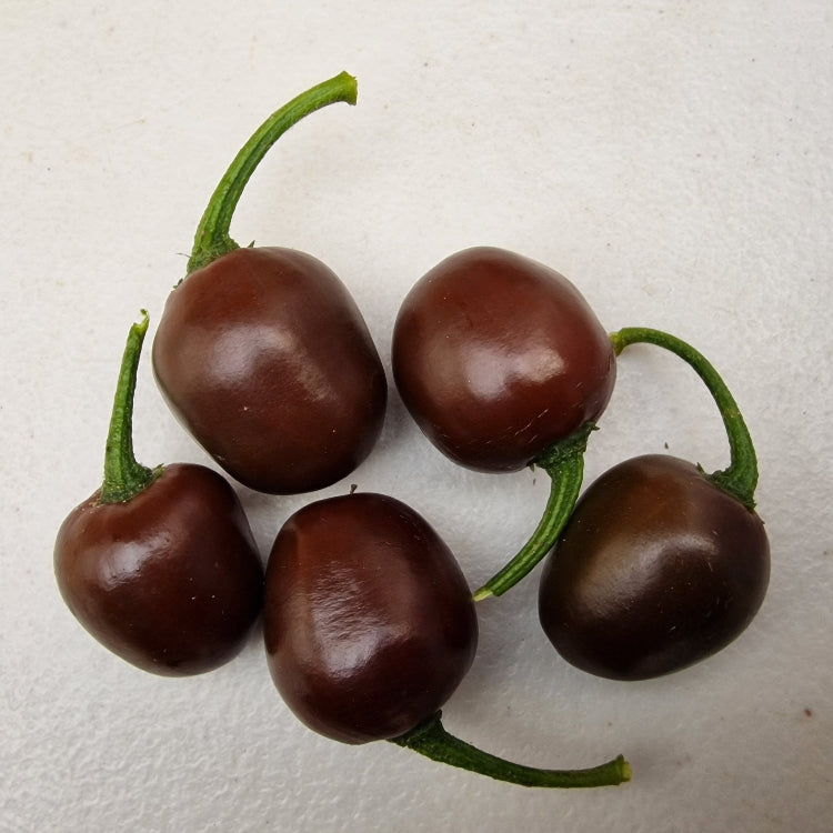 Rocoto Mini Olive Chilli Seeds