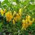 Mini Meanie Chilli Seeds