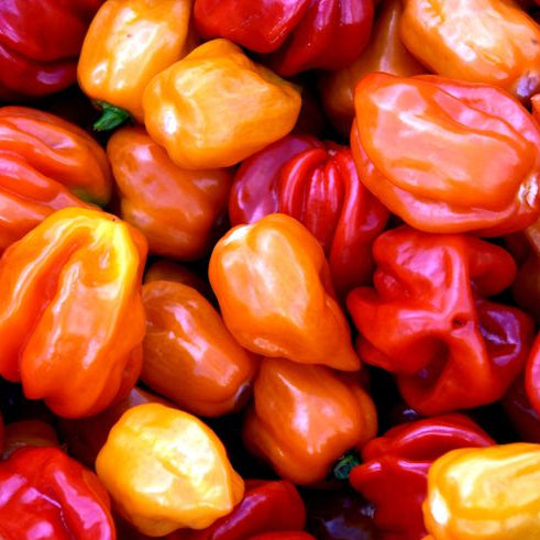Fresh Mixed Habanero Chillies