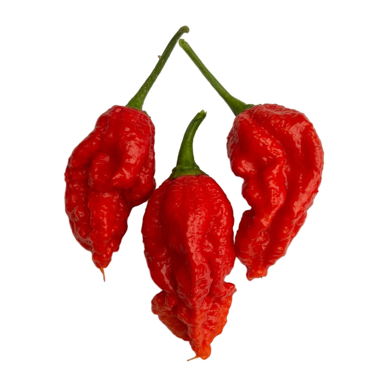 Moruglah Chilli Seeds