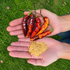 Murupi Purple Chilli Seeds