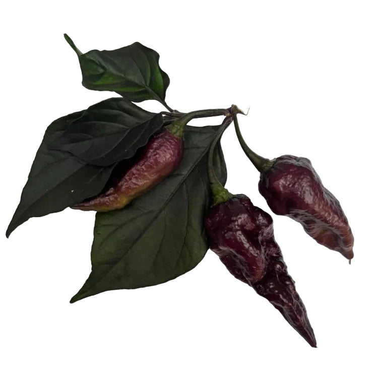 Nazgul's Breakfast Chilli Seeds