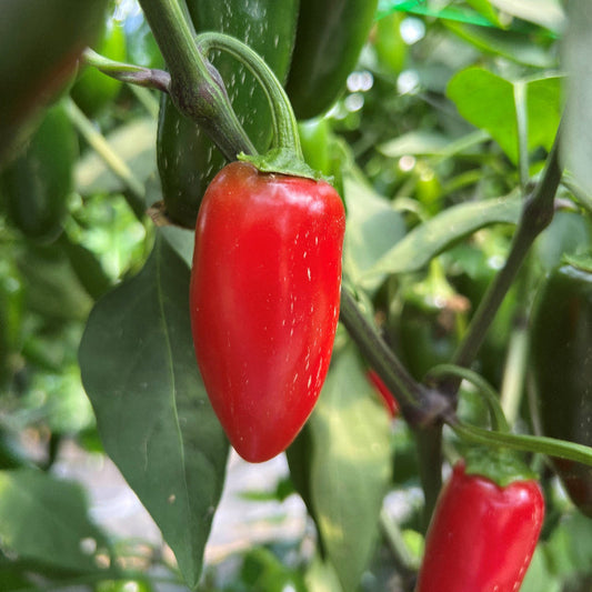 NuMex Jalmundo Chilli Seeds