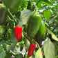 NuMex Jalmundo Chilli Seeds