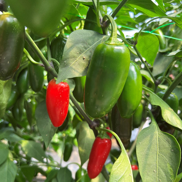 NuMex Jalmundo Chilli Seeds