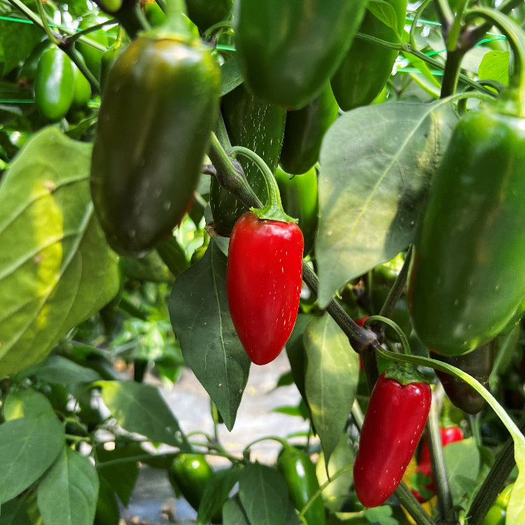 NuMex Jalmundo Chilli Seeds