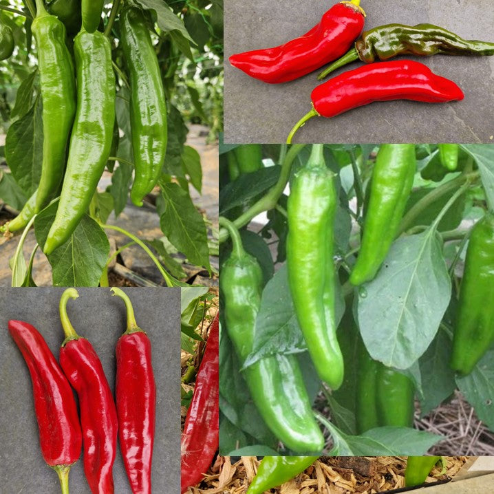 Fresh NuMex Mixed Chillies (500g)