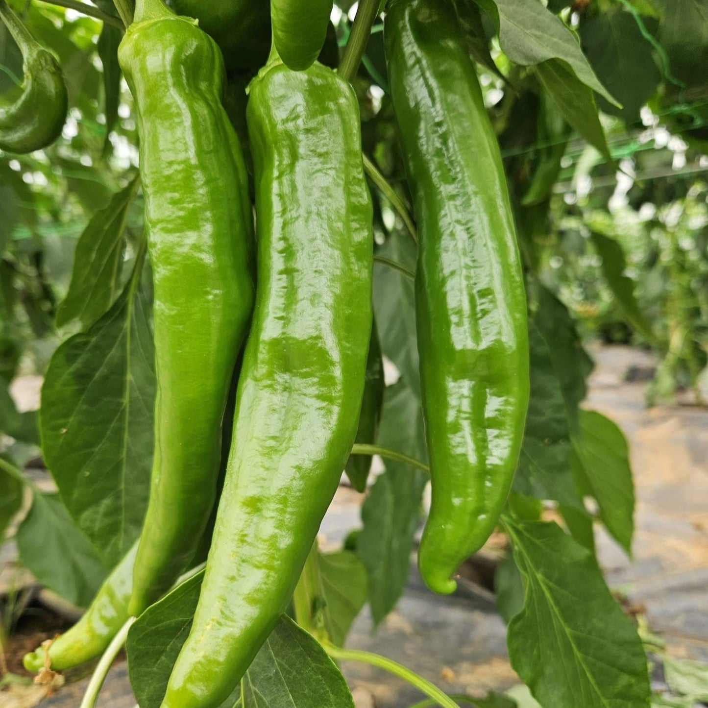 Fresh Numex 6-4 Chillies (Green) (2 fruits)