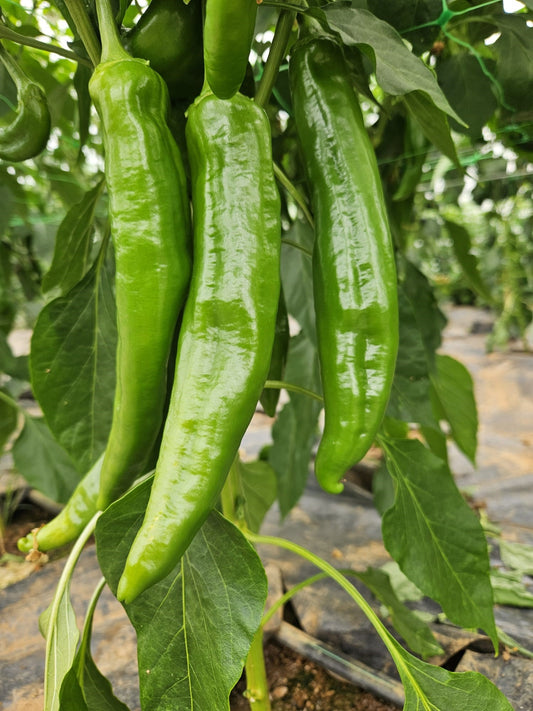 Numex 6-4 Chilli Seeds