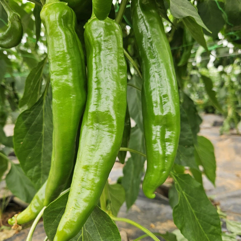 Numex 6-4 Chilli Seeds