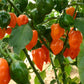 Set of 3 Orange Habanero Seedlings - PRE ORDER FOR 2025