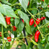 Orange Spice (NuMex) Chilli Seeds