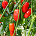 Orange Spice (NuMex) Chilli Seeds