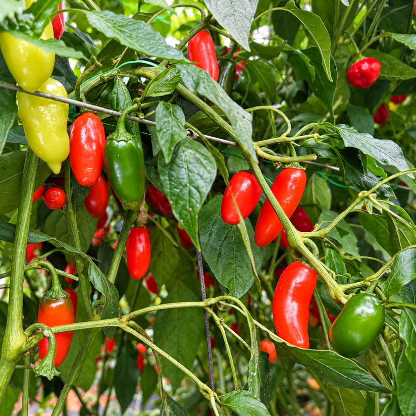 Orange Spice (NuMex) Chilli Seeds