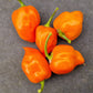 Orange Habanero 1 Litre Pot Plant - Pre-Order Now!