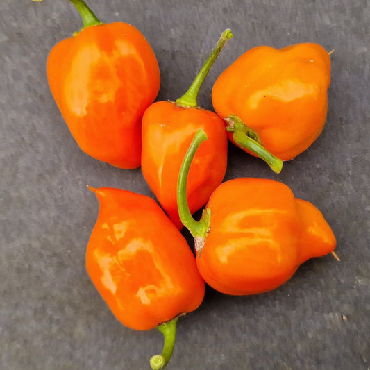 Fresh Orange Habanero Chillies (5 fruits)