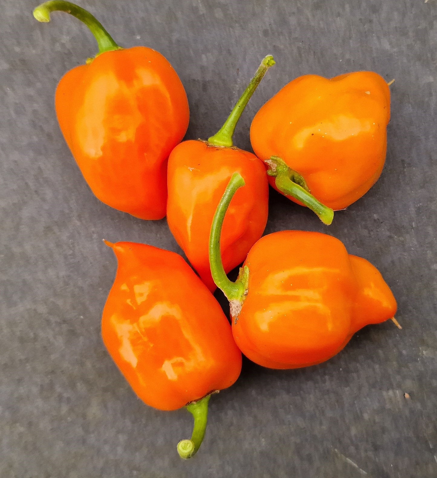 Orange Habanero Chilli Seeds