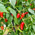 NuMex Orange Spice (Fresh)