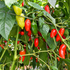 NuMex Orange Spice (Fresh)