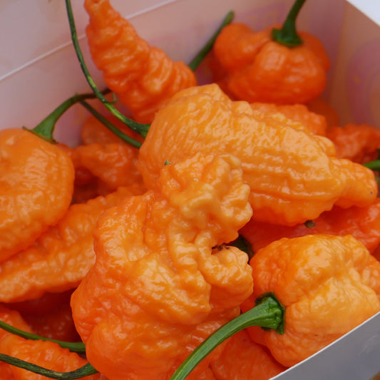 Set of 3 Fried Chicken Seedlings - PRE ORDER FOR 2026