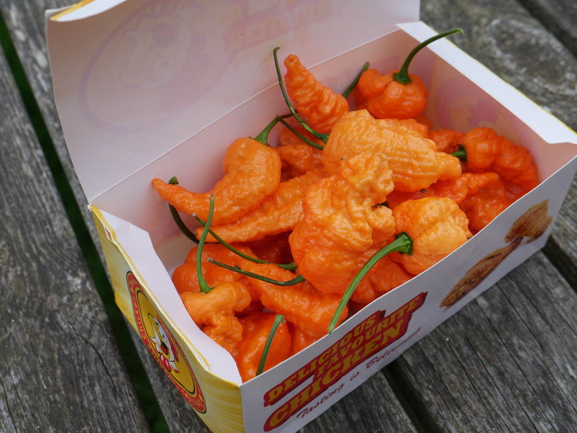 Fried Chicken 1 Litre Pot Plant (Pre-Order)