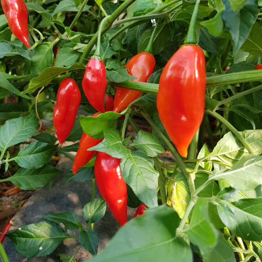 Fresh Paper Lantern Habanero (5 fruits)