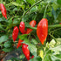 Paper Lantern 1 Litre Pot Plant