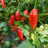 Paper Lantern Habanero Chilli Seeds