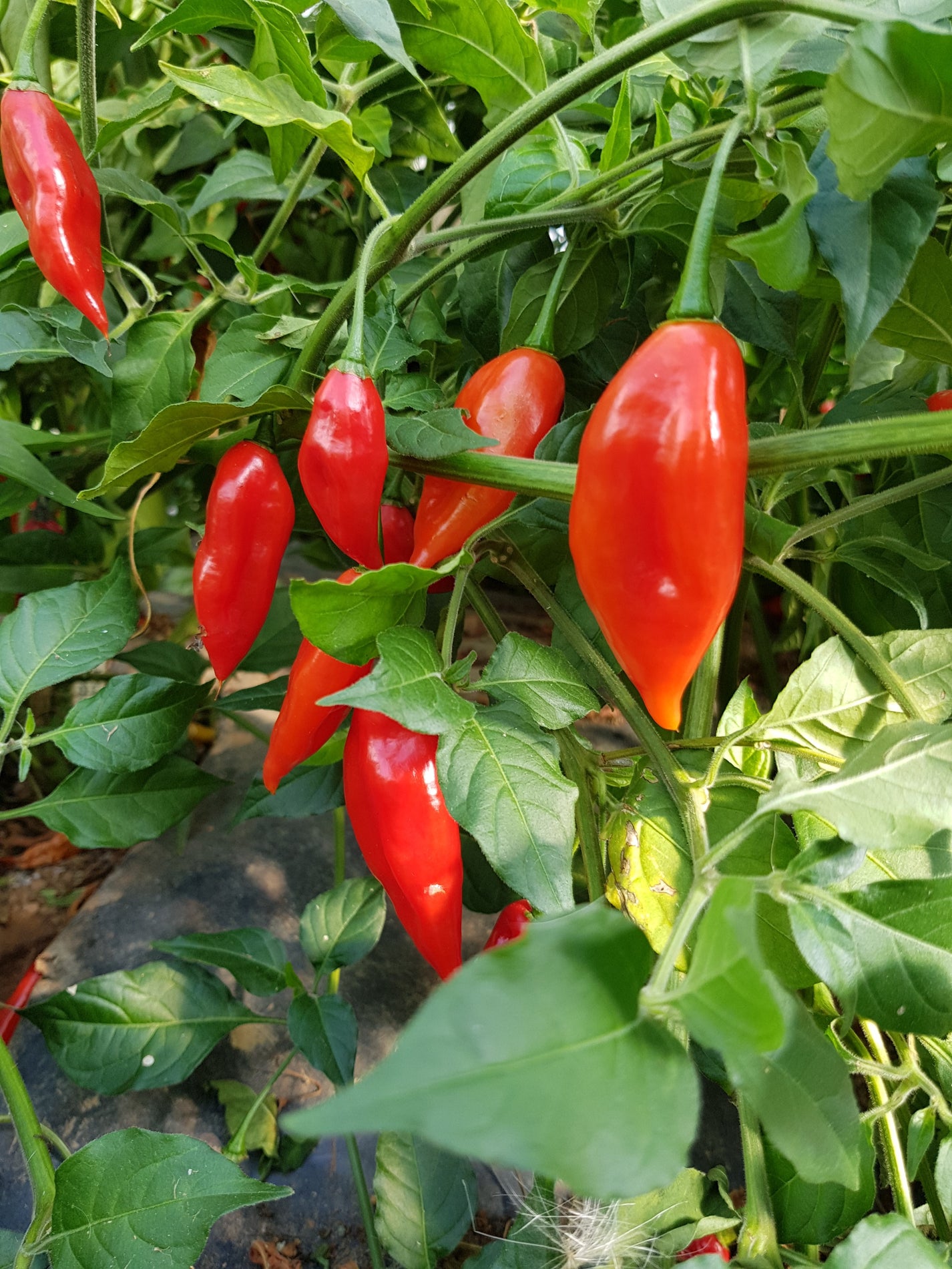 Paper Lantern Habanero Chilli Seeds South Devon Chilli Farm