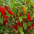 Paper Lantern Habanero Chilli Seeds