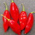 Paper Lantern Habanero Chilli Seeds