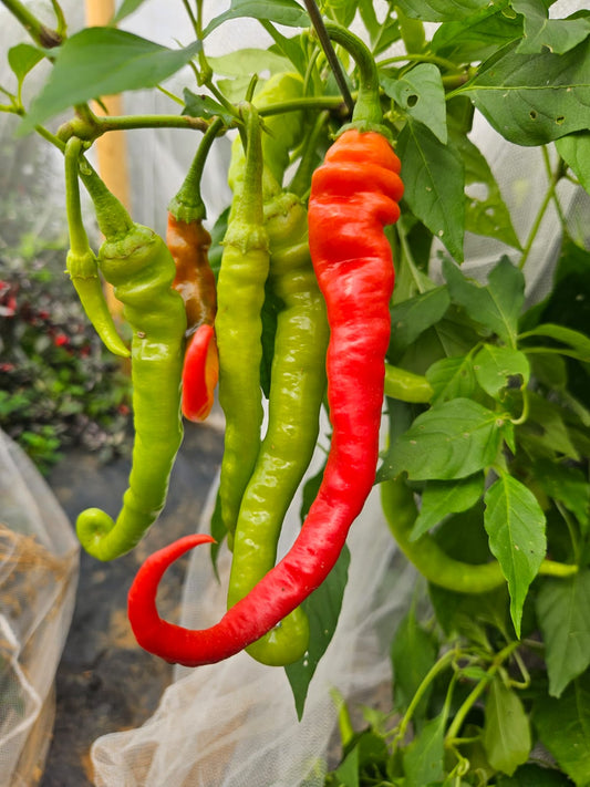 Set of 3 Pepperoncini Seedlings - Pre-Order Now!